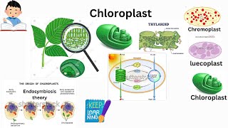 Cel biology series part 8 Chloroplast structure and functions endosymbiotic therory semiautonomous [upl. by Rahmann]