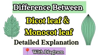 Difference between Dicot leaf and Monocot lead  Dicot leaf and Monocot leaf  Dicot and Monocotleaf [upl. by Bonny]