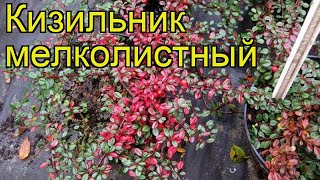 Кизильник мелколистный Краткий обзор описание характеристик cotoneaster microphyllus [upl. by Lemraj]