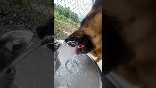 Brewdog ❤️s the fountain  germanshepherd gsd Goodboy Subscribe pets fyp dog doggo viral [upl. by Gunn]