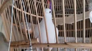 BURUNG PUTER PUTIH LOKAL MATA MERAH  suara burung puter putih albino [upl. by Niarfe]