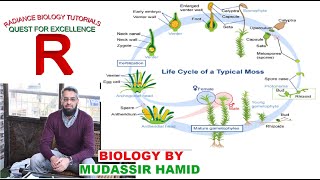 Protonema stage in the life cycle of Mosses Funaria [upl. by Ahtikal43]