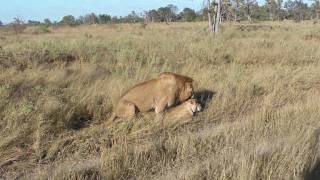 Lions Mating at Pom Pom Camp  Couple B  1  Okavango Delta  Botswana [upl. by Mal]