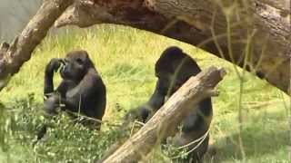 Touching footage Gorilla brothers reunited at Longleat after three years apart [upl. by Ioab954]