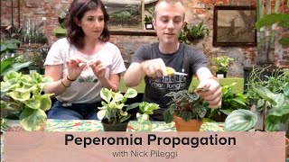 Peperomia Overview and Propagation with Nick Pileggi [upl. by Ennovahs]