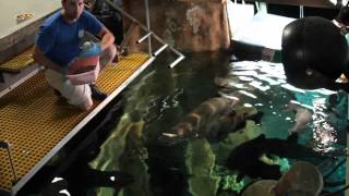 Arapaima Feeding at the Tennessee Aquarium [upl. by Sands]