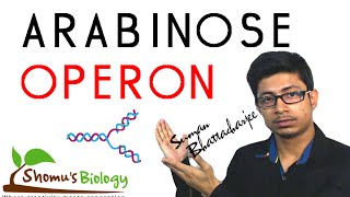 Arabinose operon [upl. by Isnan]