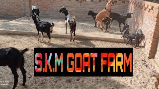 SKM GOAT FARM [upl. by Ganley775]