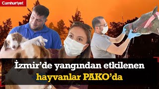 İzmirde yangından etkilenen hayvanlar PAKO’da tedavi altında [upl. by Mixie]