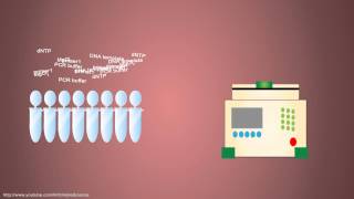 PCR  Polymerase Chain Reaction  Simple Animated Tutorial [upl. by Anderea]