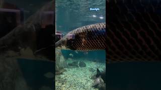 Deep sea creatures  ആഴ കടലിലെ ആൽബുദ്ധ ജീവികൾ shorts short [upl. by Adal]