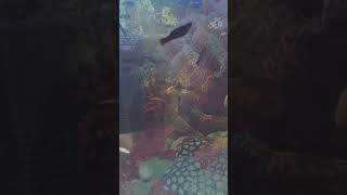 Black molly fish vs guppy fish shortvideo guppy mollyfish shorts ytshorts [upl. by Bahr]