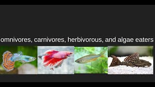 Omnivores Carnivores Herbivores and Algae Eaters [upl. by Strohl843]