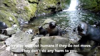 Seal pups early childhood education at the Ohau Stream waterfall New Zealand [upl. by Eihtur406]