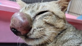 Removing An Immense Cuterebra From Kittens Nose Part 52 [upl. by Isaiah]