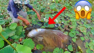 Technique Skill And Found Giant Betta Fish And All Kind Of Bette Fish Near In Rain Season [upl. by Meara]