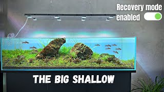 THE BLACKOUT KILLED MY ALGAE 😎 BIG SHALLOW UPDATE  NEW FISH [upl. by Fredericka]