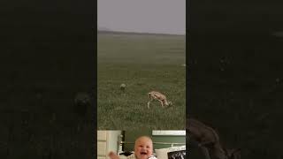 Aggressive Tiger Tried To Hunt A Deer 😱  Tiger Attack Video  shorts youtubeshorts [upl. by Ellicec]