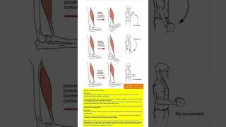 TYPES OF EXERCISES AND MUSCLE CONTRACTION [upl. by Anada]