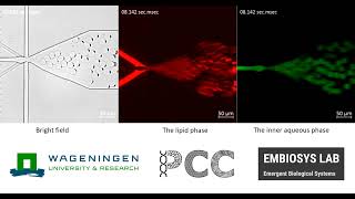 Octanolassisted liposome assembly OLA [upl. by Eenet]