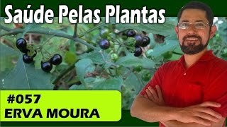 Saúde Pelas Plantas  Erva Moura cólicas estresse cistite cicatrizante diabetes [upl. by Hcelemile]