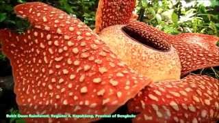 Double Bloom of Rafflesia arnoldii Bengkulu [upl. by Ainnos]