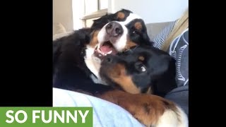 Cranky Rottweiler gets squished by Bernese Mountain Dog [upl. by Ronalda]