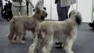 Briard Dog Movie [upl. by Aekahs]