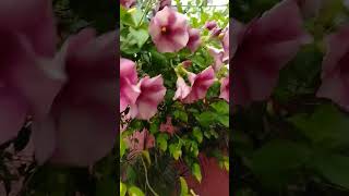 Allamanda plant🌸youtubeshortsyoutubebeautifulflowers [upl. by Det]