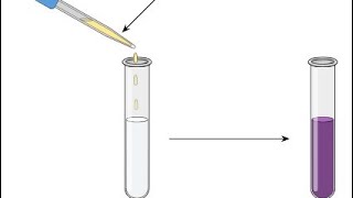 Identification of Phenol Organic Chemistry Alcohol phenol Chemistry practicals [upl. by Falcone840]