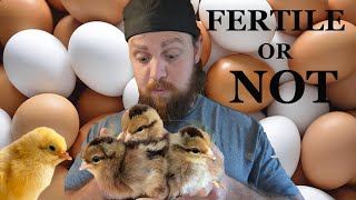 How to tell if your chicken eggs are fertile [upl. by Henrie974]