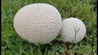 Bovistella utriformis  Lycoperdon utriforme  utriformis Calvatia utriformis  Mosaic Puffball [upl. by Thurnau]