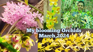 আমার অর্কিড বাগান ফুলে ভরে উঠেছে এই মার্চেmy orchid flowers of marchorchidcare SandipOrchid [upl. by Loar854]