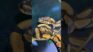 MicroScale Ball Python molinarosnakelab ballpython royalpython snakebreeding scaleless shorts [upl. by Tarabar]