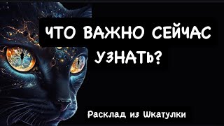 ЧТО ВАЖНО СЕЙЧАС УЗНАТЬ tarotтарогаданиеонлайнтароонлайншкатулкараскладовдаров [upl. by Su]