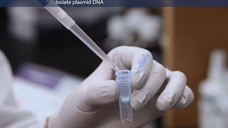 How to Purify Molecular Grade Plasmid DNA [upl. by Ponce]