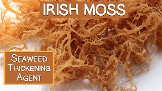 Irish Moss Seaweed A Nutritious Thickening Agent [upl. by Kerianne]