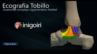 ANATOMIA COMPLEJO LIGAMENTARIO MEDIAL DEL TOBILLO [upl. by Arayt808]