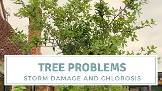 Tree Problems  Storm Damage and Chlorosis on Quercus Ilex [upl. by Reggi]