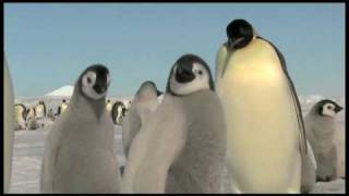 A Visit to the Emperor Penguins Rookery at Snow Hill Island Antarctica [upl. by Anahpets]