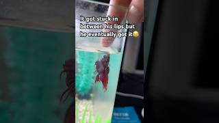 Betta fish jumps out of water to eat a pellet betta bettafish cool viralshort [upl. by Itsirc]