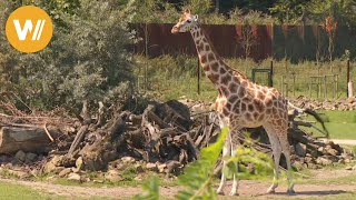 Giraffe  Unsere Tierwelt Kurze Tierdokumentation [upl. by Leirvag]