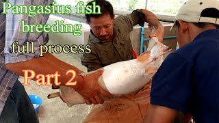 Fish Breeding  Pangasius Fish Breeding Process part 2 [upl. by Eulaliah]