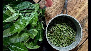 MAKING TEA IN CANADA  INSPIRED BY MUSASHIS MIMASAKA BANCHA [upl. by Marget]