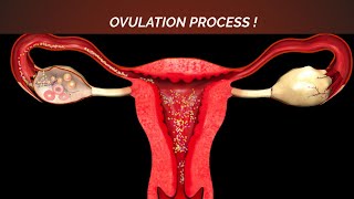 Ovulation Process in Female Reproductive System  Female Ovaries Functions amp Anatomy [upl. by Komara149]