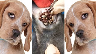 How to remove ticks form dog  Tick removal from dog 8 [upl. by Trueblood314]