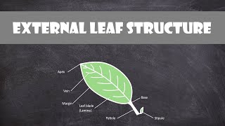 External Leaf Structure  Plant Biology [upl. by Rehpetsirhc]