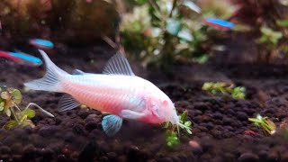 The Corydoras fish [upl. by Ahcatan]