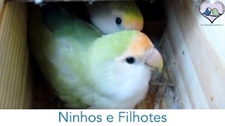 Agapornis  Ninhos e Filhotes [upl. by Caz]