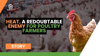 Heat a redoubtable enemy for poultry farmers [upl. by Merriman]